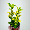 Trzmielina Euonymus