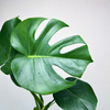 Monstera deliciosa Tauerii Dziurawa P9