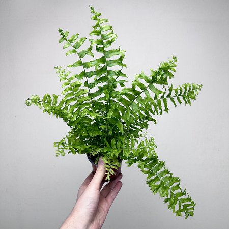 Paproć Nephrolepis biserrata Fishtail P9