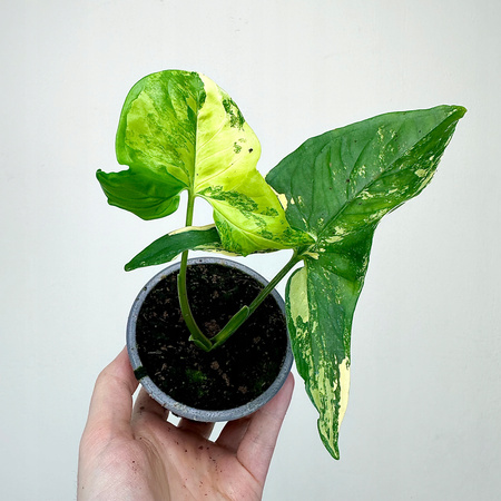 Syngonium Aurea Yellow Variegata P9