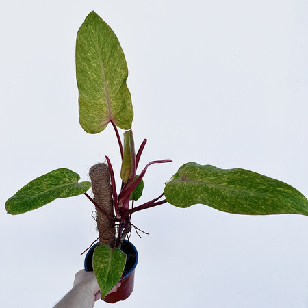 Philodendron Painted Lady Filodendron P14 na paliku