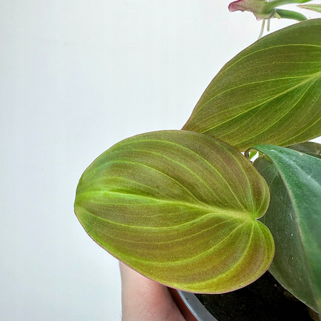 Philodendron Scandens Micans Filodendron