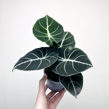 Alocasia reginula Black Velvet Alokazja P11