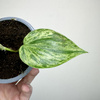Philodendron hederaceum Oxycardium Variegata Filodendron P9
