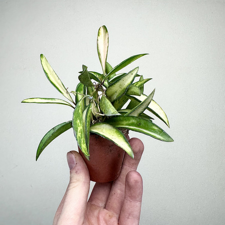 Hoya wayetii Tricolor Hoja P6