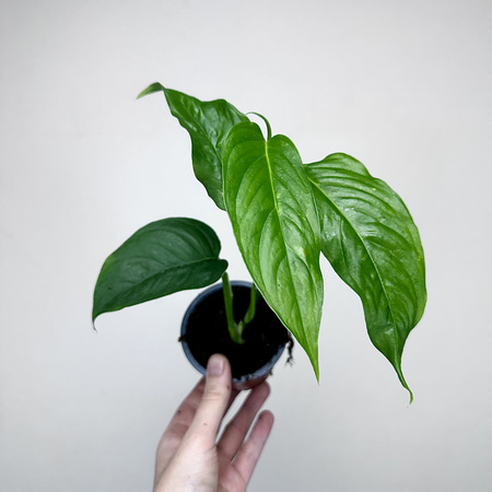 Monstera obliqua Suriname P9