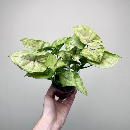 Syngonium Matcha Sprinkle Zroślicha P9