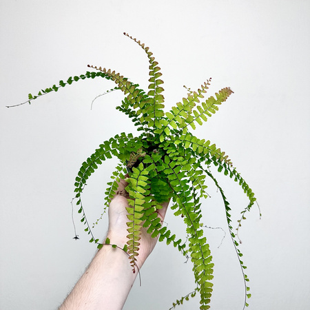 Adiantum Caudatum Paproć