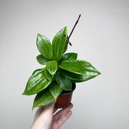 Hoya Merrillii Hoja P9