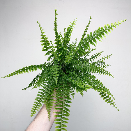 Paproć Królewska Nephrolepis P9