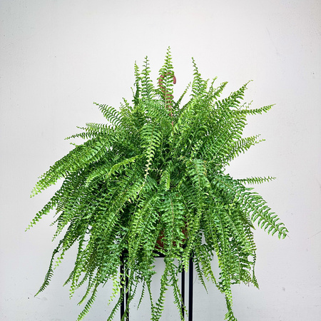 Paproć Boston Nephrolepis P22 wisząca