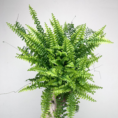 Paproć Boston Nephrolepis P12