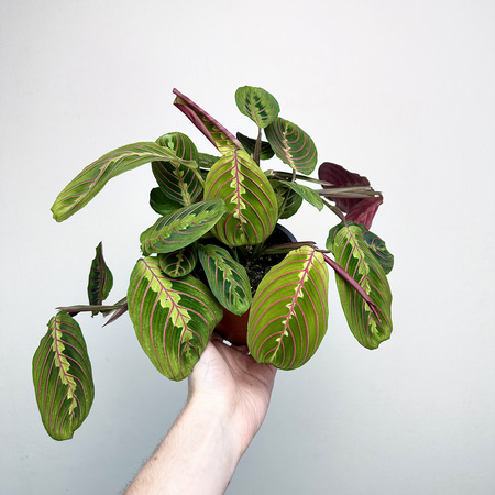Maranta Leuconeura Fascinator Tricolor P12