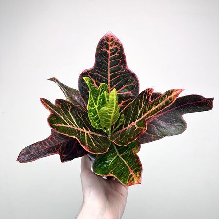 Kroton Excellent Codiaeum P11