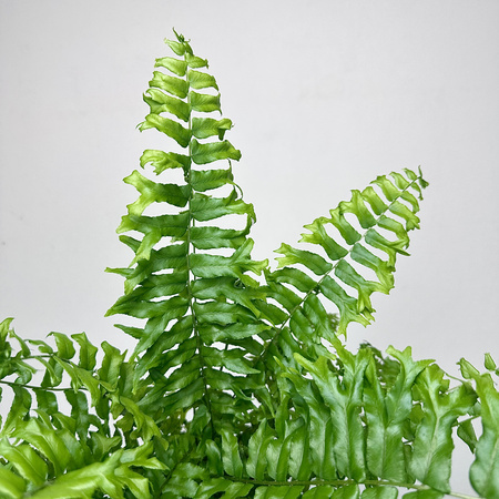 Paproć Nephrolepis biserrata Fishtail P13