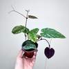 Cissus discolor P9