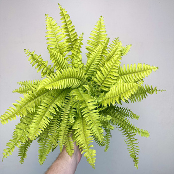 Paproć Nephrolepis Boston Blonde Nefrolepis wyniosły P12