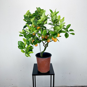Kalamondyna drzewko cytrusowe P19