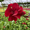 Pelargonia Sunflorix Dark Red Ciemnoczerwona pełna półzwisająca