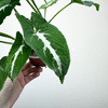Syngonium Wendlandii Green Velvet Zroślicha P9