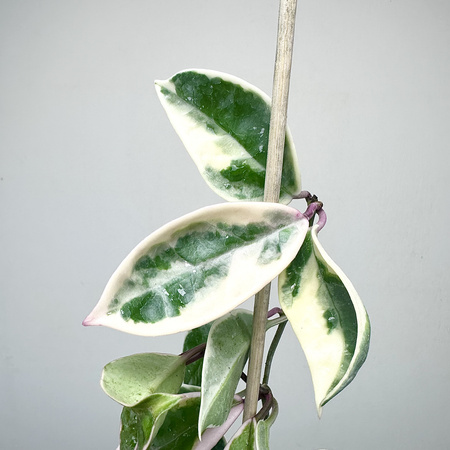 Hoya Carnosa Krimson Queen Hoja P9