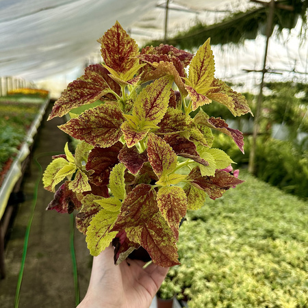 Koleus zółto-czerwony Coleus Pokrzywka Ozdobna