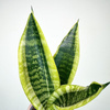 Sansevieria Futura Superba Sansewieria P9