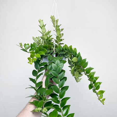 Aeschynanthus Mona Lisa Eszynanthus P15 wisząca