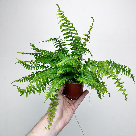 Paproć Boston Blue Bell Nephrolepis Exaltata P9