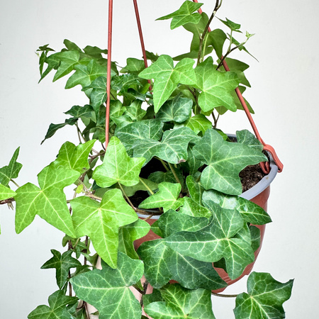 Hedera helix bluszcz zielony P17 wisząca
