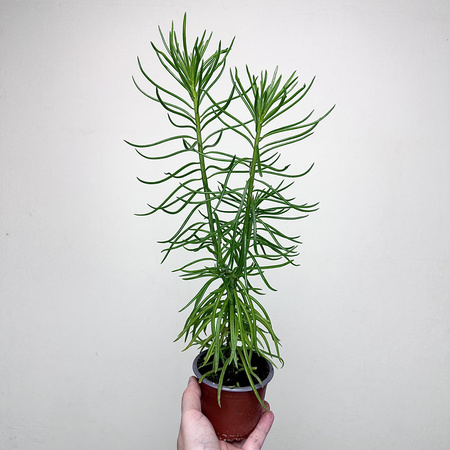 Peperomia ferreyrae Happy Bean P9