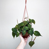 Philodendron Scandens Micans Filodendron P17 wisząca