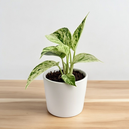 Epipremnum aureum Snow Queen P9