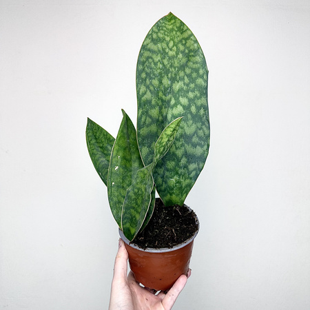 Sansevieria masoniana Sanseweria P12
