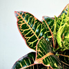 Kroton Petra Codiaeum P14