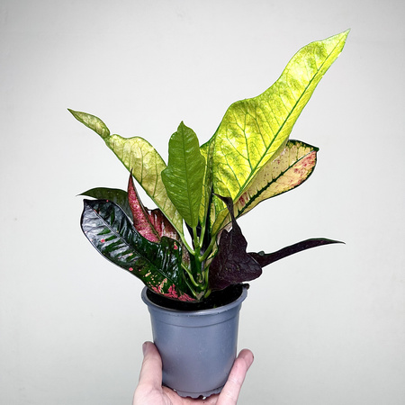 Kroton Wilma Codiaeum variegatum P11