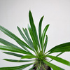 Pachypodium lamerei palma Madagaskaru P11