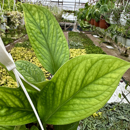 Monstera pinnatipartita P19 wisząca