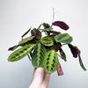Maranta Leuconeura Fascinator Tricolor P12