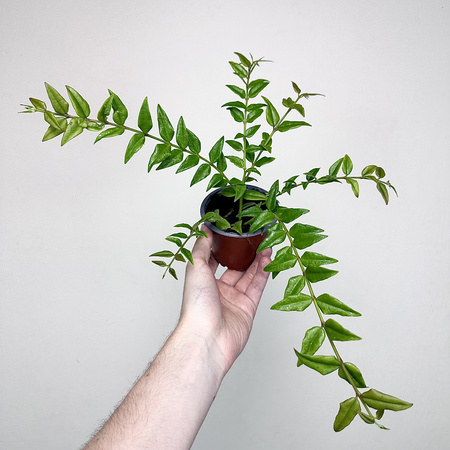 Hoya bella Hoja piękna P9