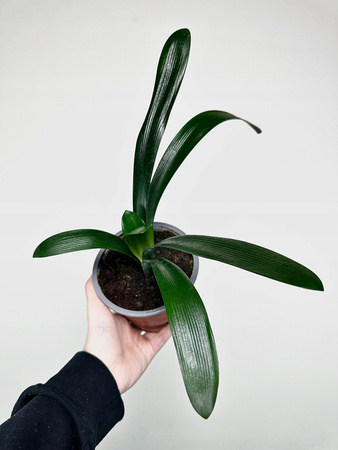 Kliwia pomarańczowa Clivia miniata P14