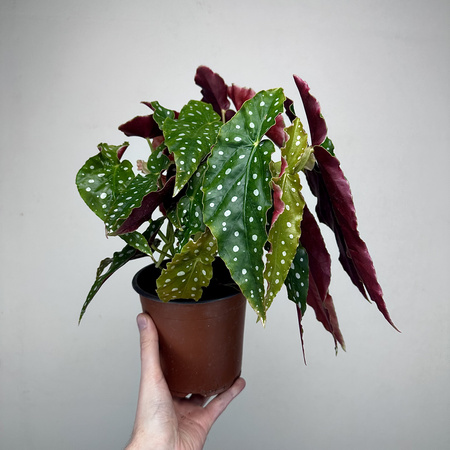 Begonia maculata Wightii Begonia koralowa P14