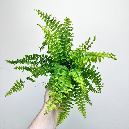 Paproć Boston Blue Bell Nephrolepis Exaltata P9