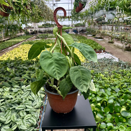 Syngonium Ice Frost Zroślicha P19 wisząca