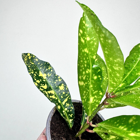 Kroton Gold Sun Codiaeum P9