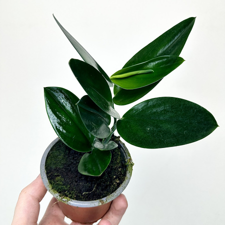 Scindapsus Treubii Dark Form P9