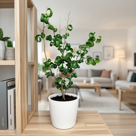 Ficus Benjamina Barok Figowiec Fikus P9