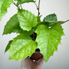 Cissus australijski Cissus antarctica P12