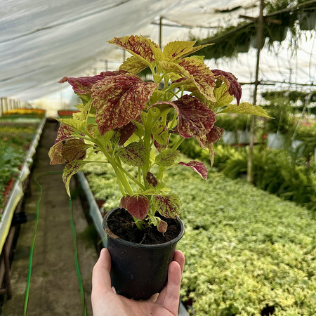Koleus zółto-czerwony Coleus Pokrzywka Ozdobna