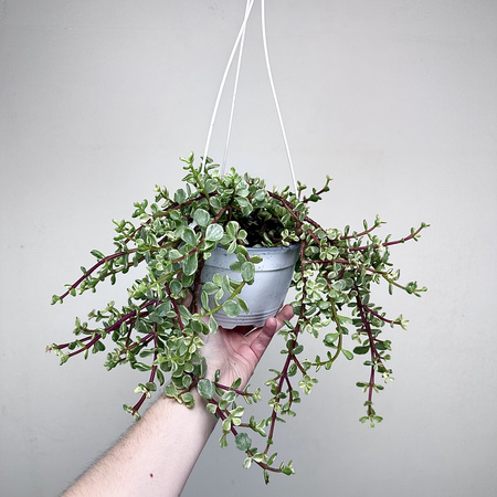 Portulacaria afra Variegata P17 wisząca